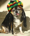 Cutiest Rasta dog EVER! Lola