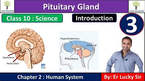 Pituitary Gland Endocrine System Youtube