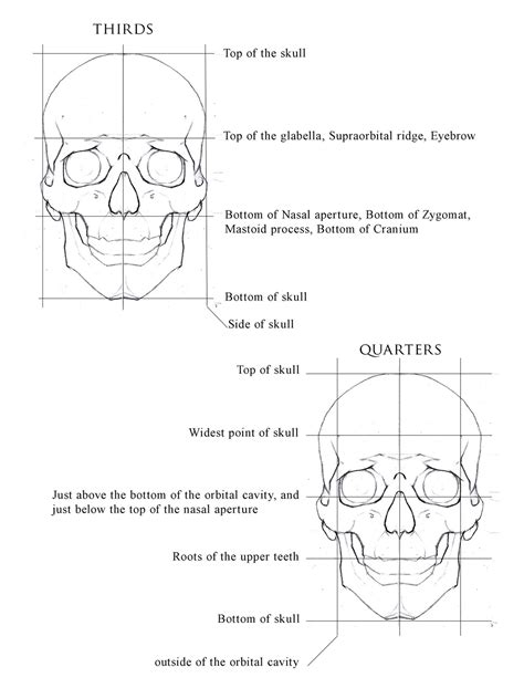 Human Anatomy Drawing Skull Proportions Drawing Body Proportions