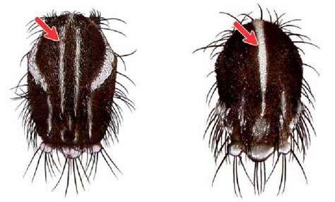 Aedes Stegomyia Aegypti Figure 50 Aedes Stegomyia Albopictus