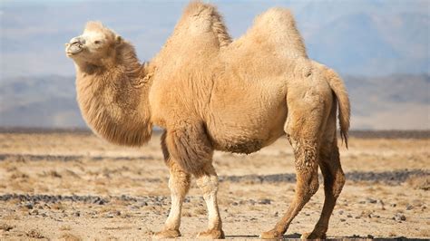 Improving The Camel Science News For Students
