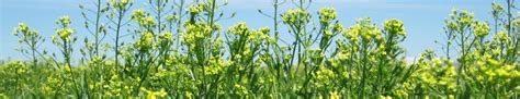 The chemical industry in malaysia is a very developed and technically advanced sector playing a significant role in the economy of the country. New vegetable oil sources for the European oleochemical ...