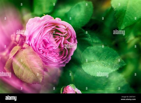 A Bud Of A Pink Garden Rose Dew Drops On Flowers And Leaves Natural