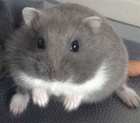 A Little Russian Dwarf Hamster Aww