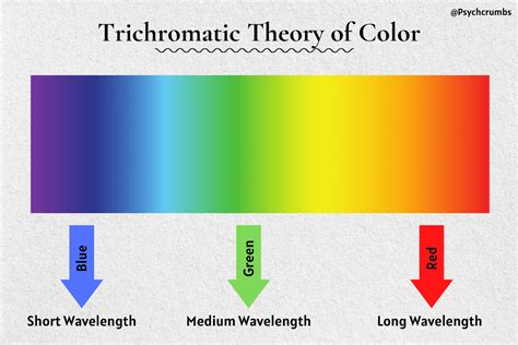 The Trichromatic Theory Of Color Vision