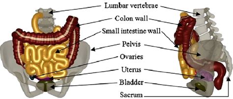 Female Lower Abdomen Diagram