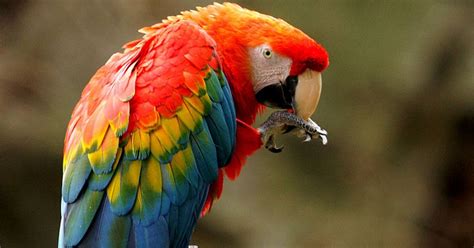 Scarlet Macaw Ara Macao National Bird Of Honduras