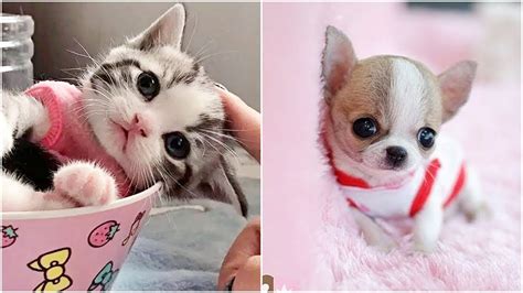 Cute Baby Animals Cute And Funny Cat 🐶🐱 Dog Videos Compilation P10 😍tik Tok China World