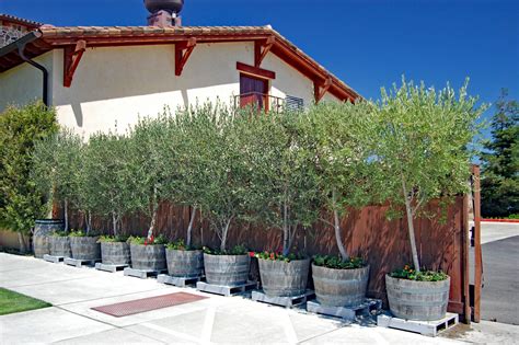 Landscape Design With Olive Trees Olives Unlimited