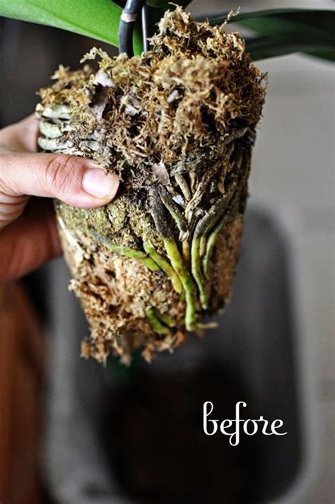 We decided to cut off the yellow part and try to replant the tip. Repotting an orchid. If You Love Somebody — gracelaced ...