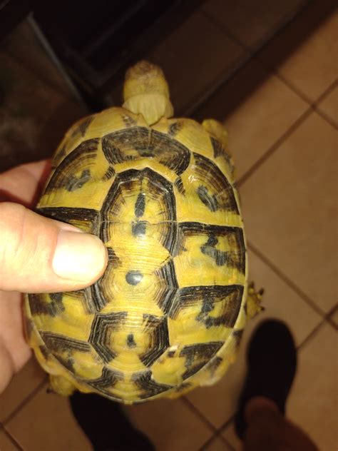 Christmas Sale5 To 6 Inch Male Hermanns Tortoise By Reptile