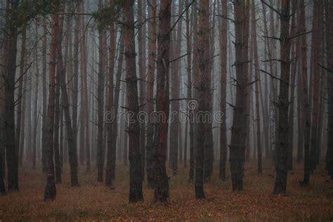 Pine Foggy Forest Morning In Nature Rainy Wet Cloudy Day Autumn