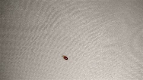 Bed Bug Crawling Across My Hostel Dorm Room Bed In Meteora Greece