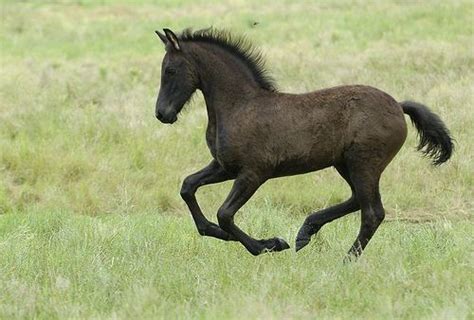 Beautiful Foal Looks As Beautiful As A Friesian Foals Friesian