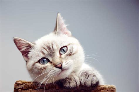 ¿cómo Saber Si Mi Gato Está Triste El Gato Siamés