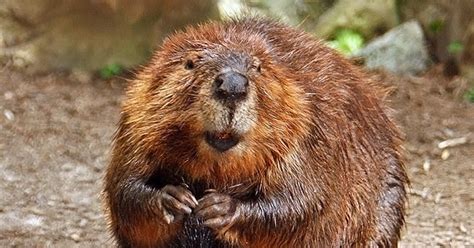 Abes Animals Pictures Of Differences Between A North American Beaver