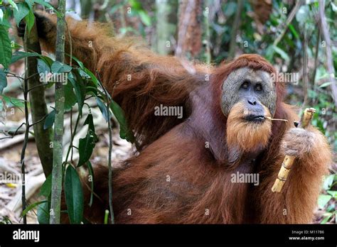 Sumatran Orangutan Pongo Abelii Mature Male Gunung Leuser National