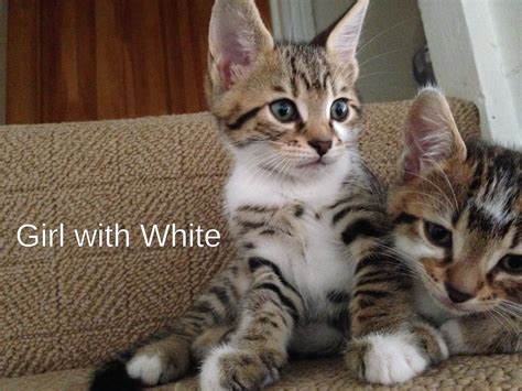 Beautiful Half Bengal Kittens Poole Dorset Pets4homes