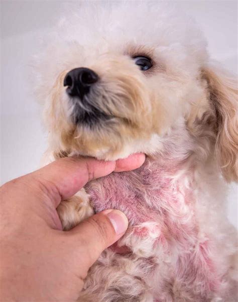 How To Treat Flea Scabs On Dogs