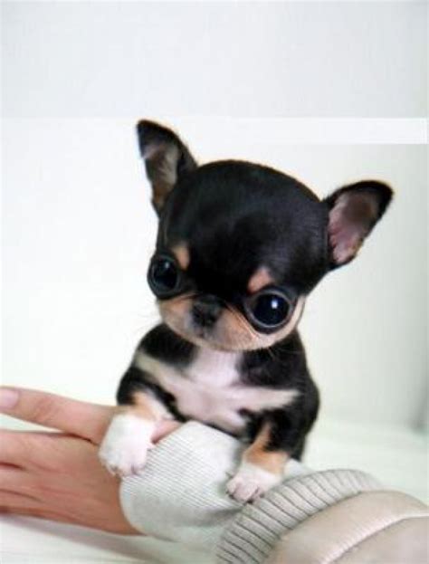 Mini Toy Chihuahua Chiweenie Puppies Grown Chihuahua Dogs Mix Half Dog