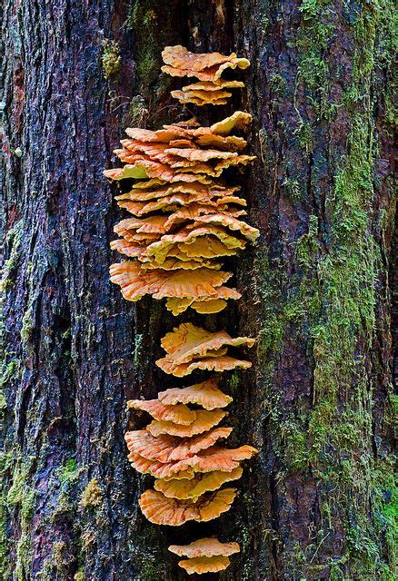 Edible Wild Mushrooms In Pa All Mushroom Info