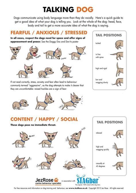 How Do Dogs Communicate ~talking Dog~ Dog Body Language Dog