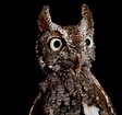 The night bunch: Traer Scott’s photos of nocturnal animals (I want to ...