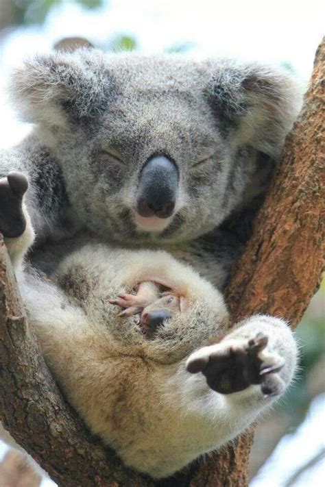 Koala And Baby In Pouch Cute Baby Animals Cute Animals Baby Animals