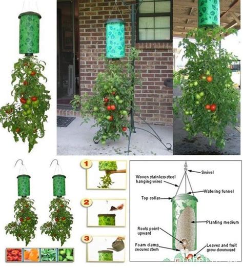 Easy Steps For Growing Tomatoes Upside Down Perfect For Balcony Gardens