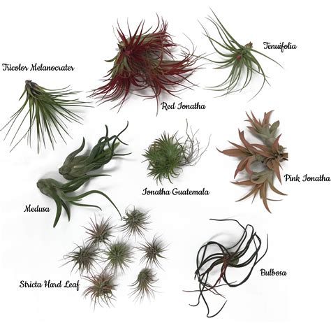 Air Plant Varieties Air Plants Types Of Air Plants Plants