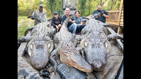 2017 Sc Alligator Hunt Hd Youtube