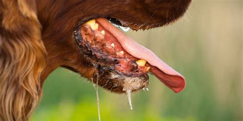 What Causes A Dog To Drool