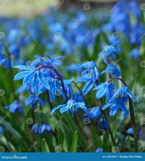 Blue Spring Flowers Stock Image Image Of Flowers Springtime 14231091