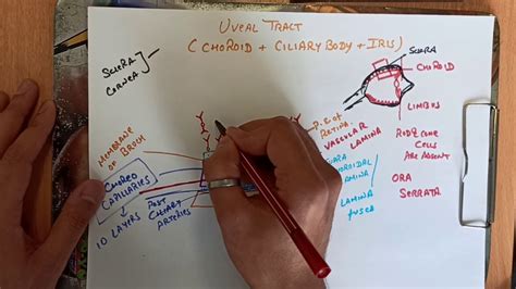 Choroidanatomy Of Eye Part 4 Structure Of Choroid Youtube