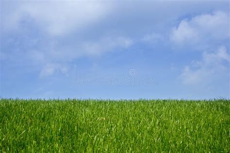 Green Grass On Blue Clear Sky Spring Nature Panorama Stock Photo