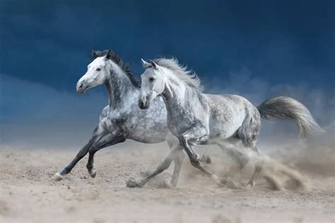 Two Grey Horse Galloping Sandy Dust Stock Photo By ©callipsoart 296349414