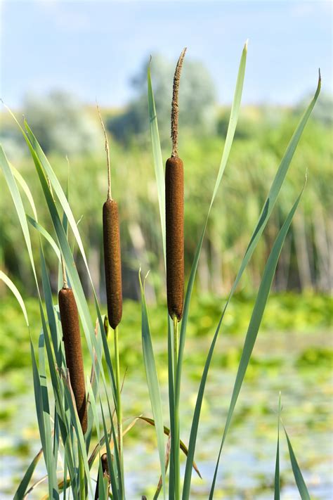 What Do Cattails And Hemp Have In Common