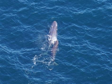 Scientists Spot Rare Sperm Whale Duo Near Cape Cod Falmouth Ma Patch