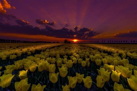 Download Sunbeam Cloud Sky Sunset Field Summer Yellow Flower Flower