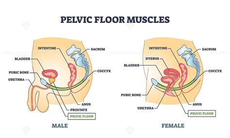 Pelvic Floor Muscles Anatomy With Male And Female Organs Outline Diagram Vectormine
