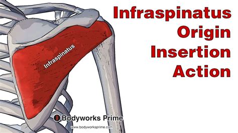 Infraspinatus Anatomy Origin Insertion And Action Youtube