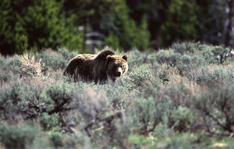 Elephant Back Trail Yellowstone Grizzly Bear In Sagebrush Of
