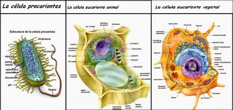 Microbiología Estructura Celular Y Organelos
