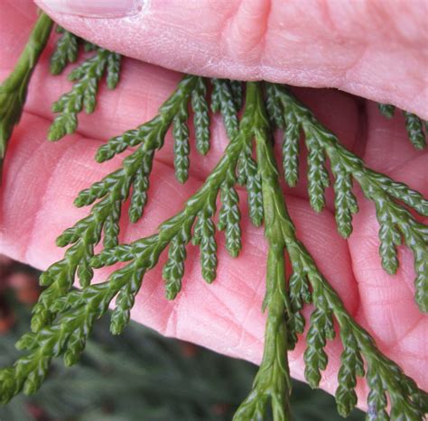 Western Red Cedar Tree Guide Uk Western Red Cedar Identification