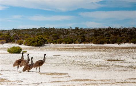 Emu In Australian Outback South Australia Australia Stock Image