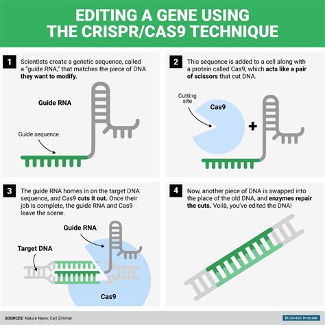 Crispr The Gene Editing Tech That S Making Headlines Explained In One