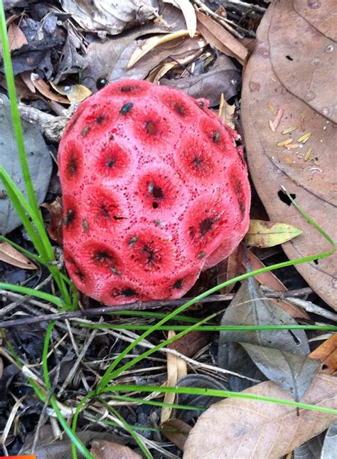 Bright Red Mushroom Clathrus Crispus Or Heart Of The Earth Aka