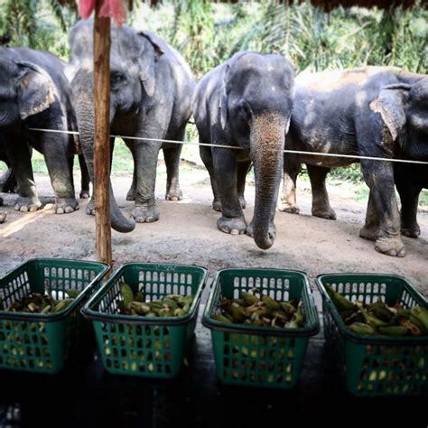 5 Amazing Facts About Elephants Trunk Krabi Elephant House Sanctuary