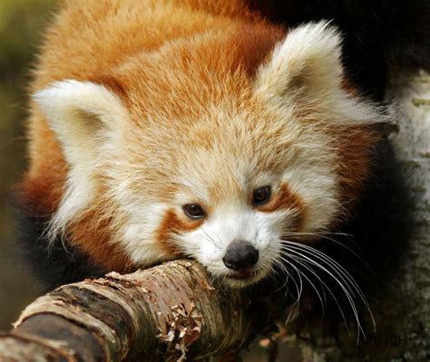 Nature Photography By Dave Roach Vii Red Panda Ailurus Fulgens