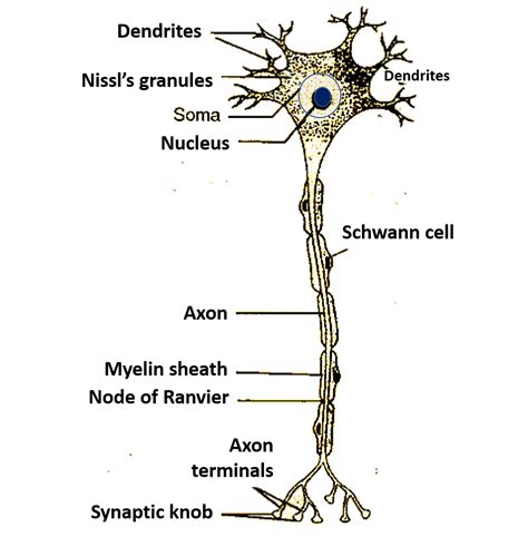 Neurons Structure And Classification Anatomy Qa